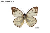 藏品(鋸粉蝶)的圖片